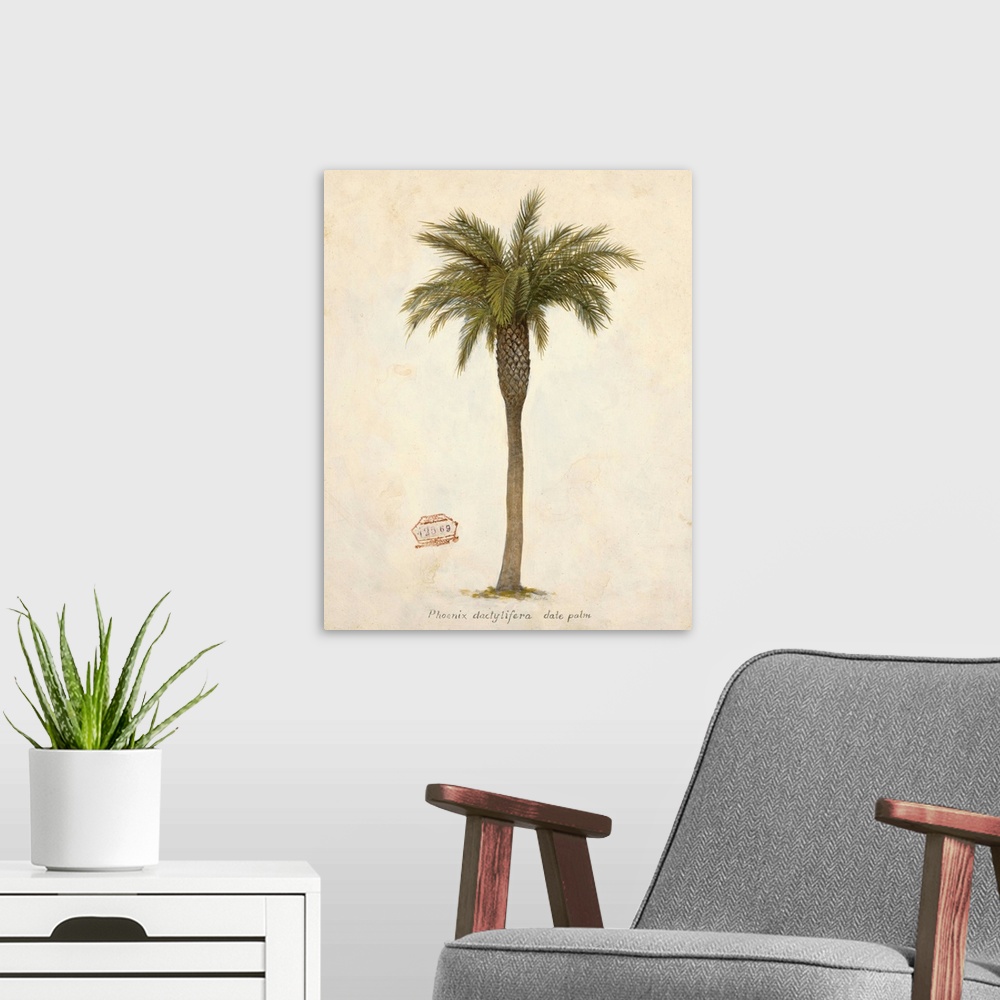 A modern room featuring Date Palm Illustration
