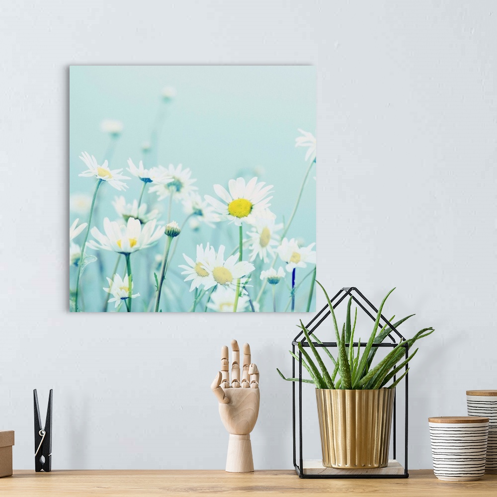 A bohemian room featuring Square photograph of white daises on a soft blue background with a dreamy look.