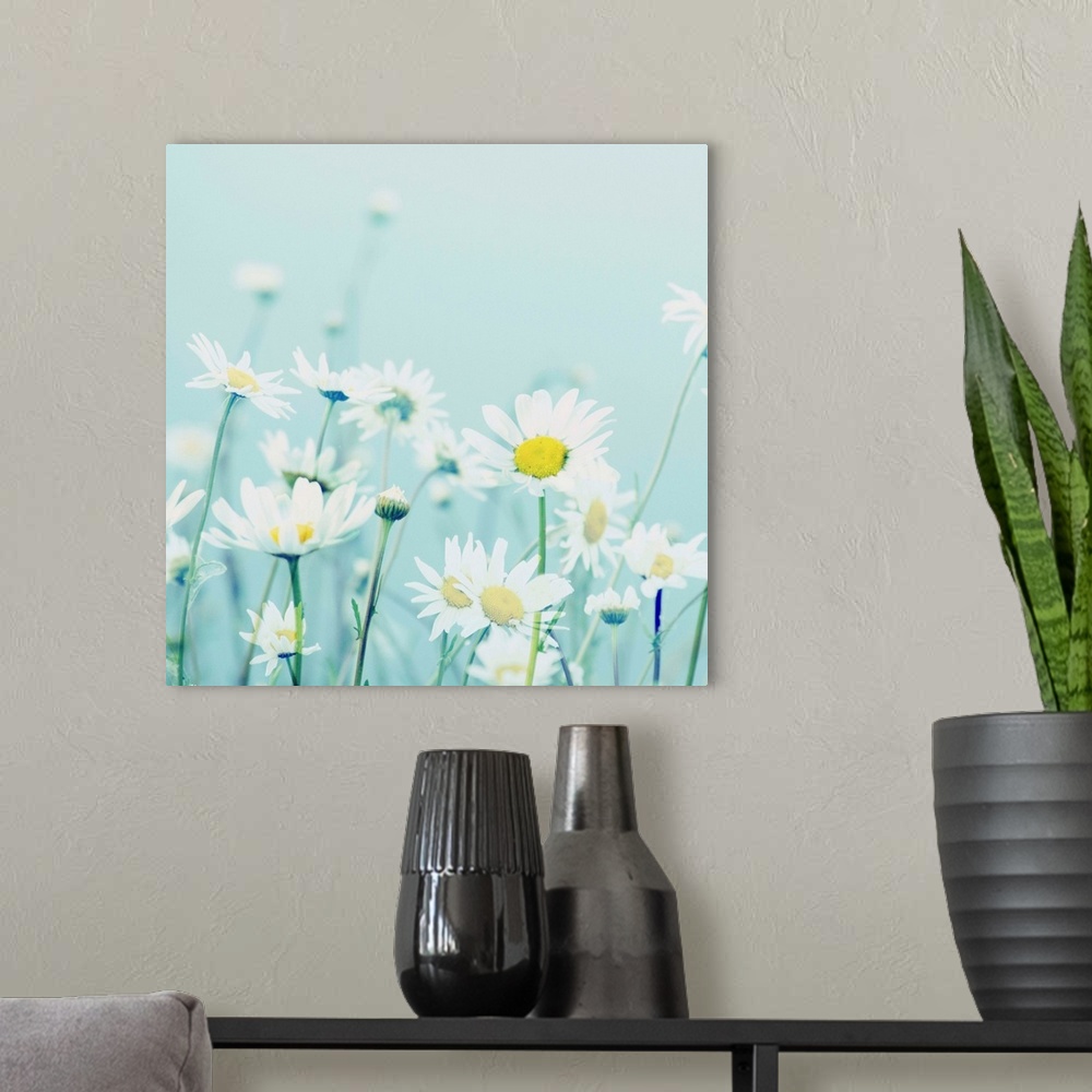 A modern room featuring Square photograph of white daises on a soft blue background with a dreamy look.