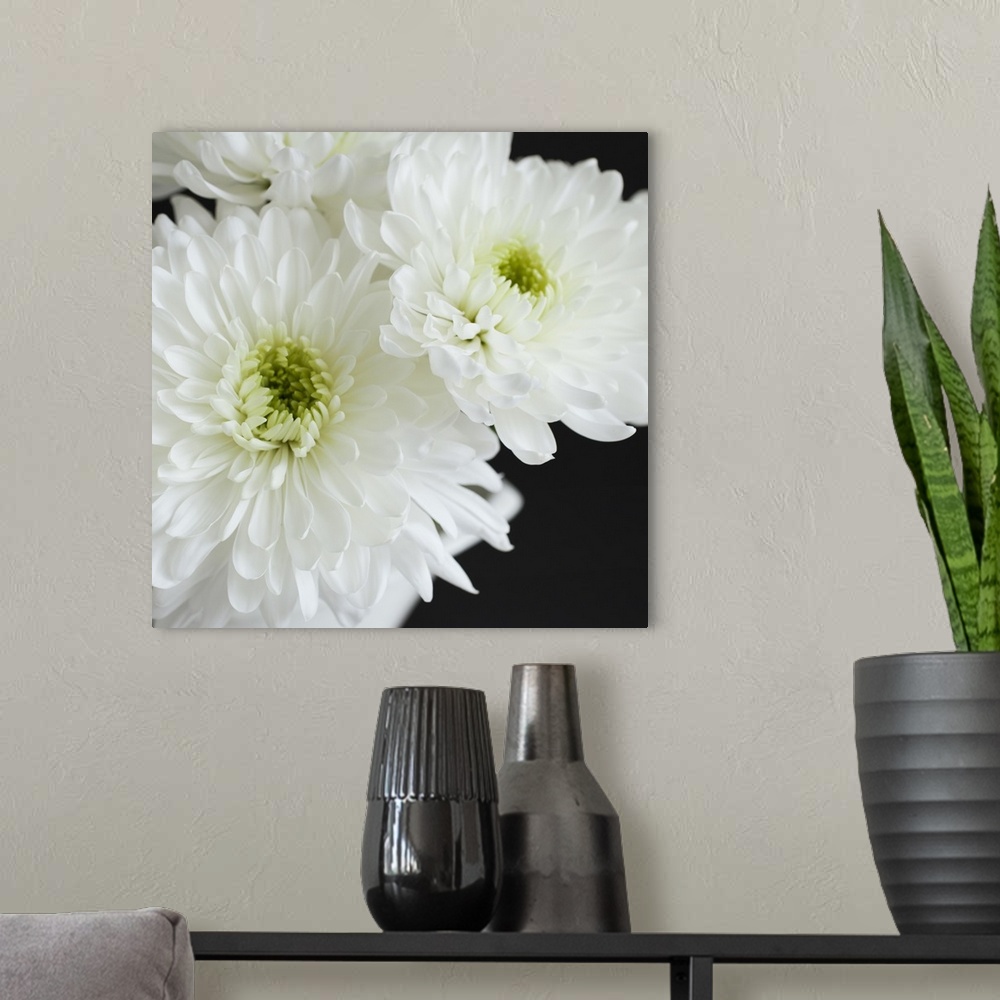 A modern room featuring Dramatic Chrysanthemum I