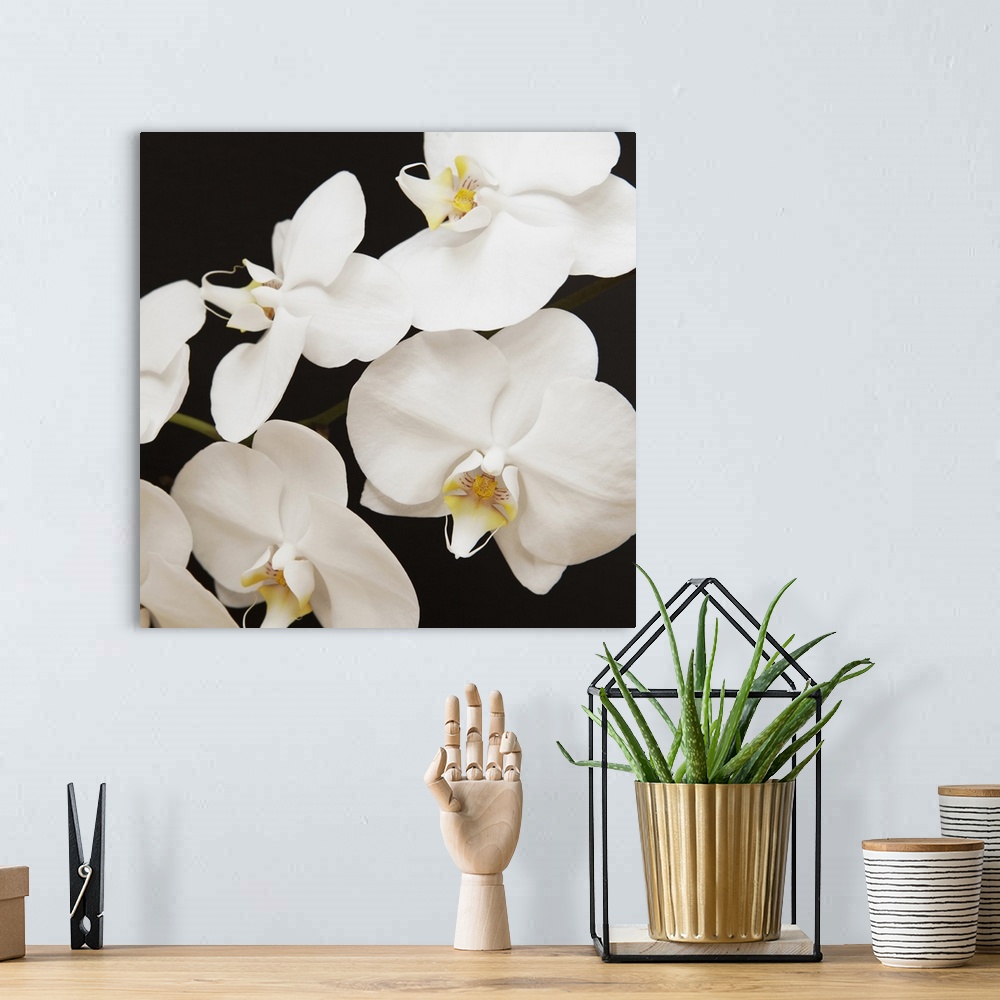 A bohemian room featuring Dramatic Orchid 1