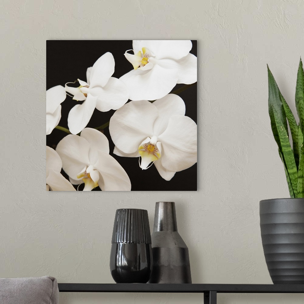 A modern room featuring Dramatic Orchid 1