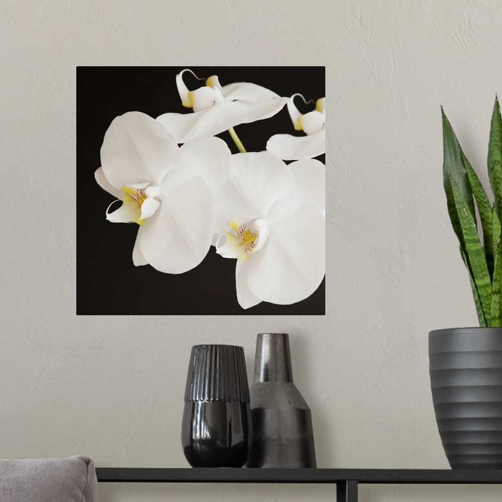 A modern room featuring Dramatic Orchid II