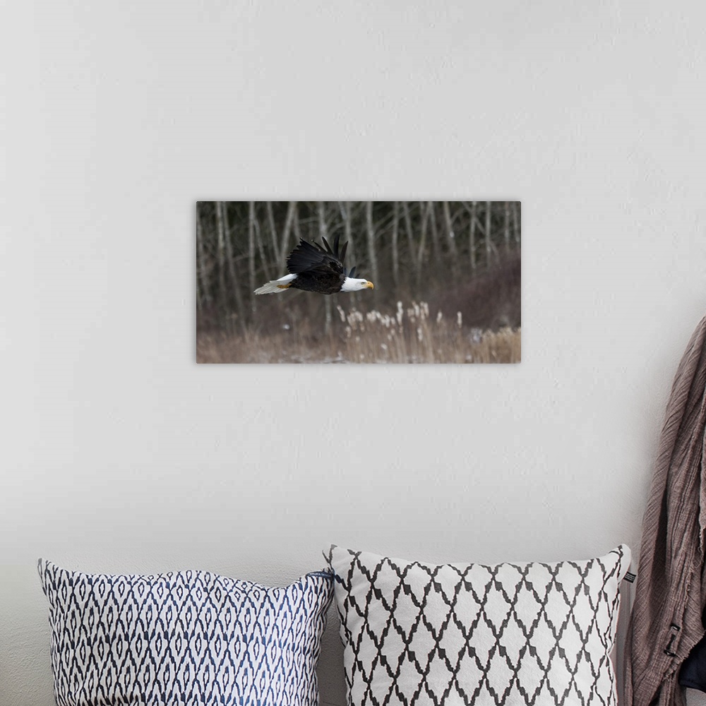A bohemian room featuring Action photograph of an eagle flying in front of a Winter forest.