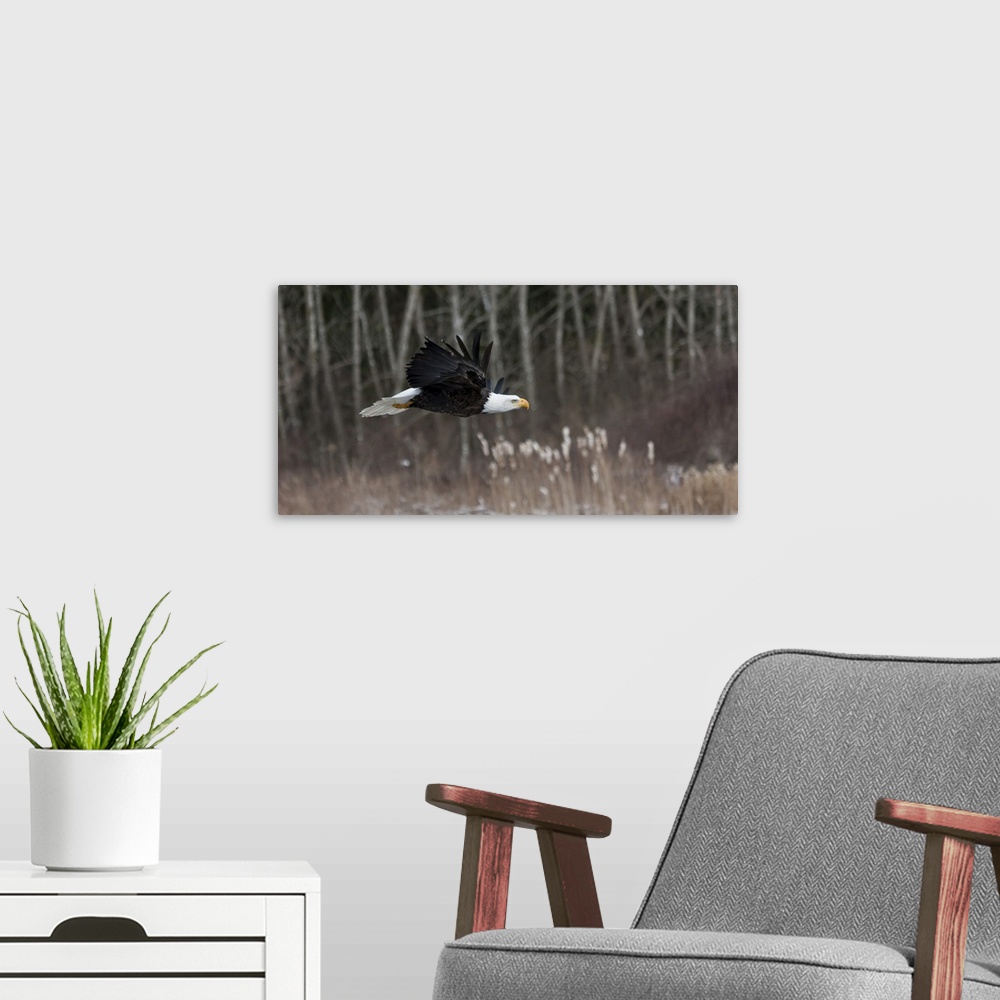 A modern room featuring Action photograph of an eagle flying in front of a Winter forest.