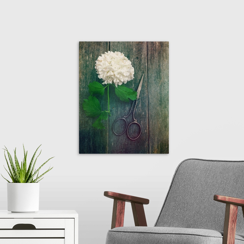 A modern room featuring Photograph of a freshly cut hydrangea on a wooden background with a pair of scissors.