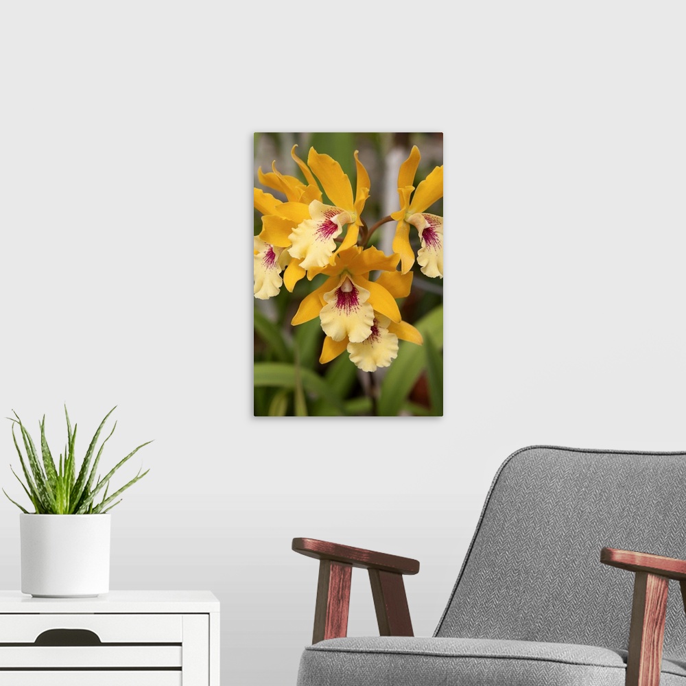 A modern room featuring Golden Orchids