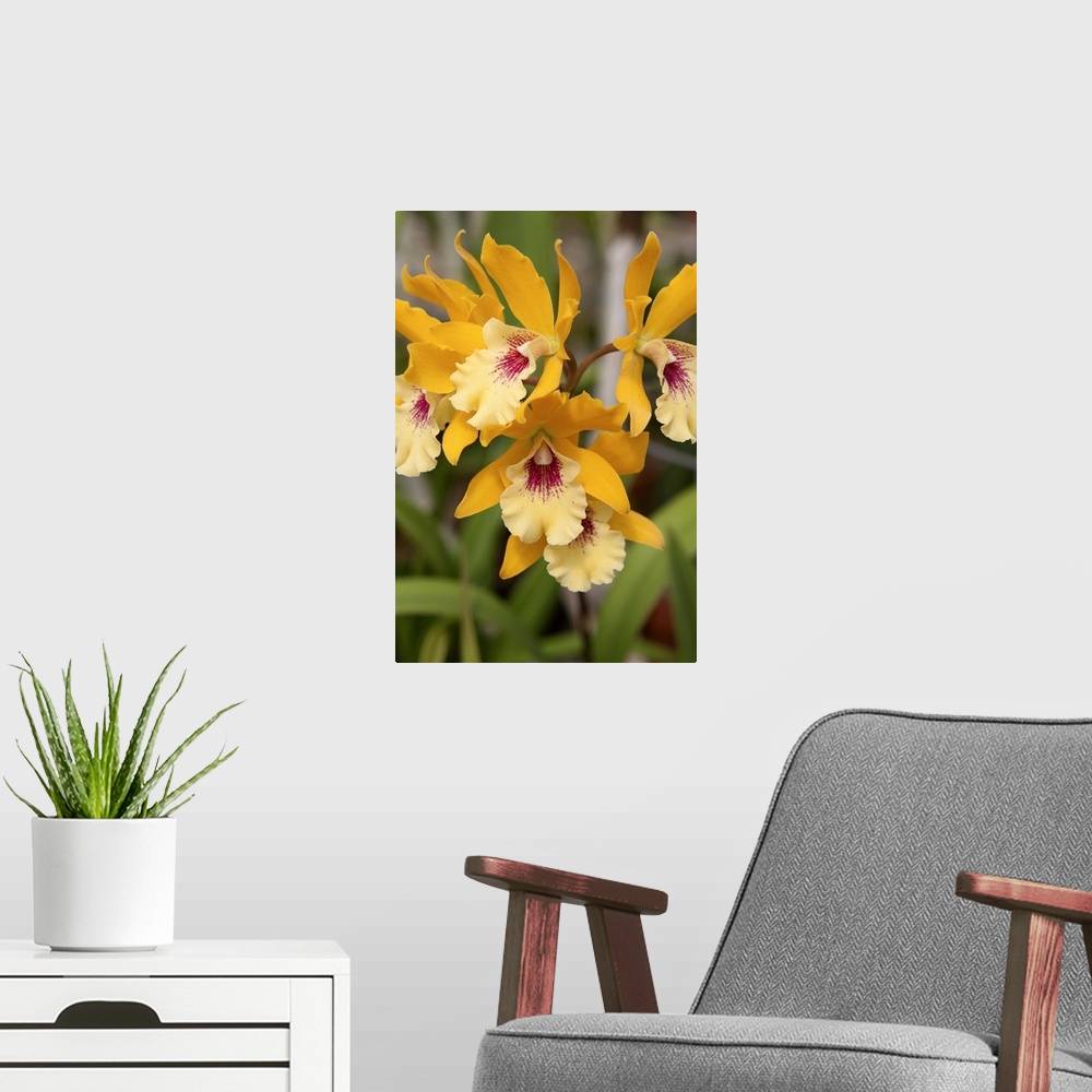 A modern room featuring Golden Orchids