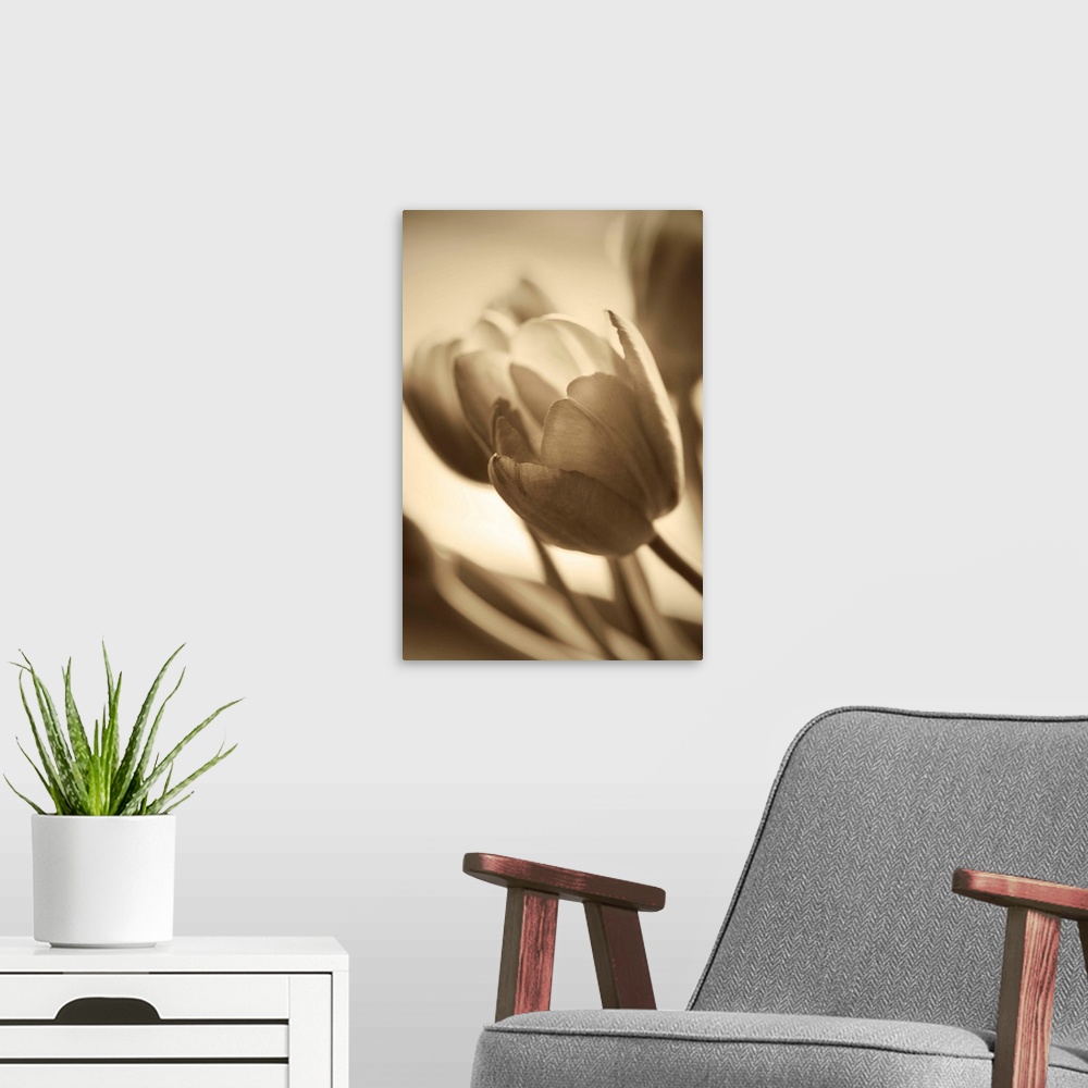 A modern room featuring Sepia toned photograph of tulips close-up.