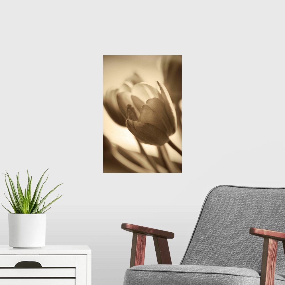 A modern room featuring Sepia toned photograph of tulips close-up.