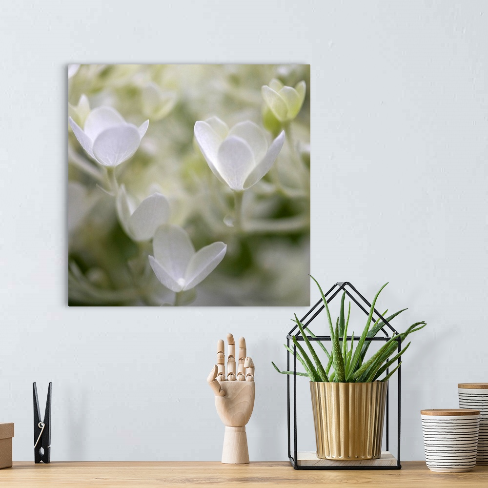 A bohemian room featuring Close-up photograph of a vibrant white hydrangeas.