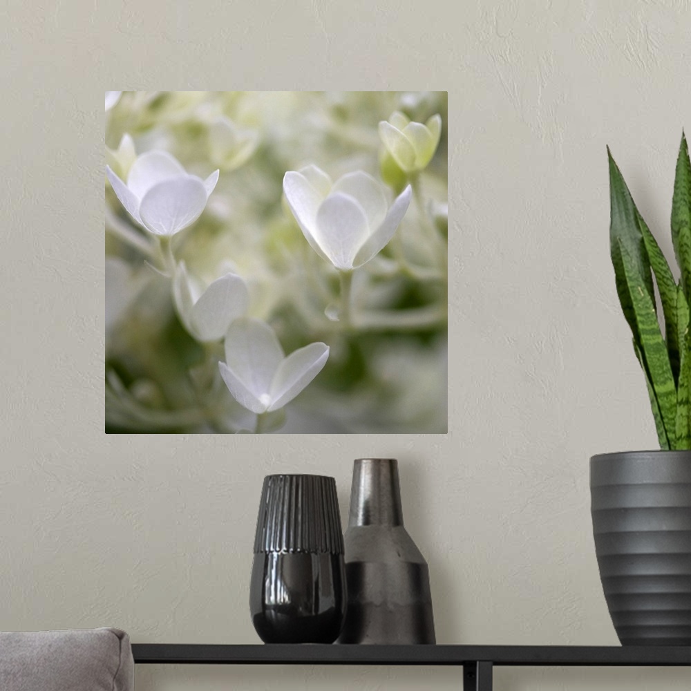 A modern room featuring Close-up photograph of a vibrant white hydrangeas.