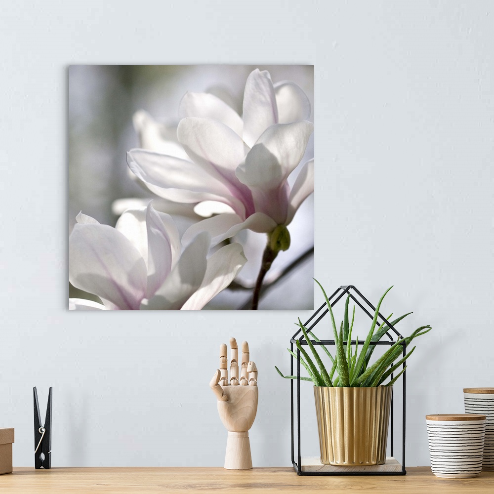 A bohemian room featuring Close-up photograph of a soft pink magnolias.