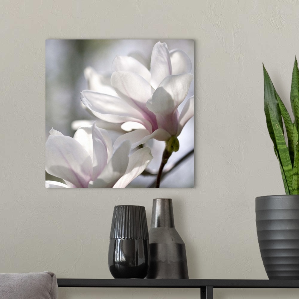 A modern room featuring Close-up photograph of a soft pink magnolias.