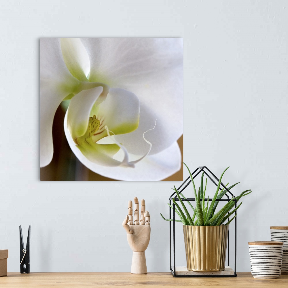 A bohemian room featuring Close-up photograph of a vibrant white orchid.