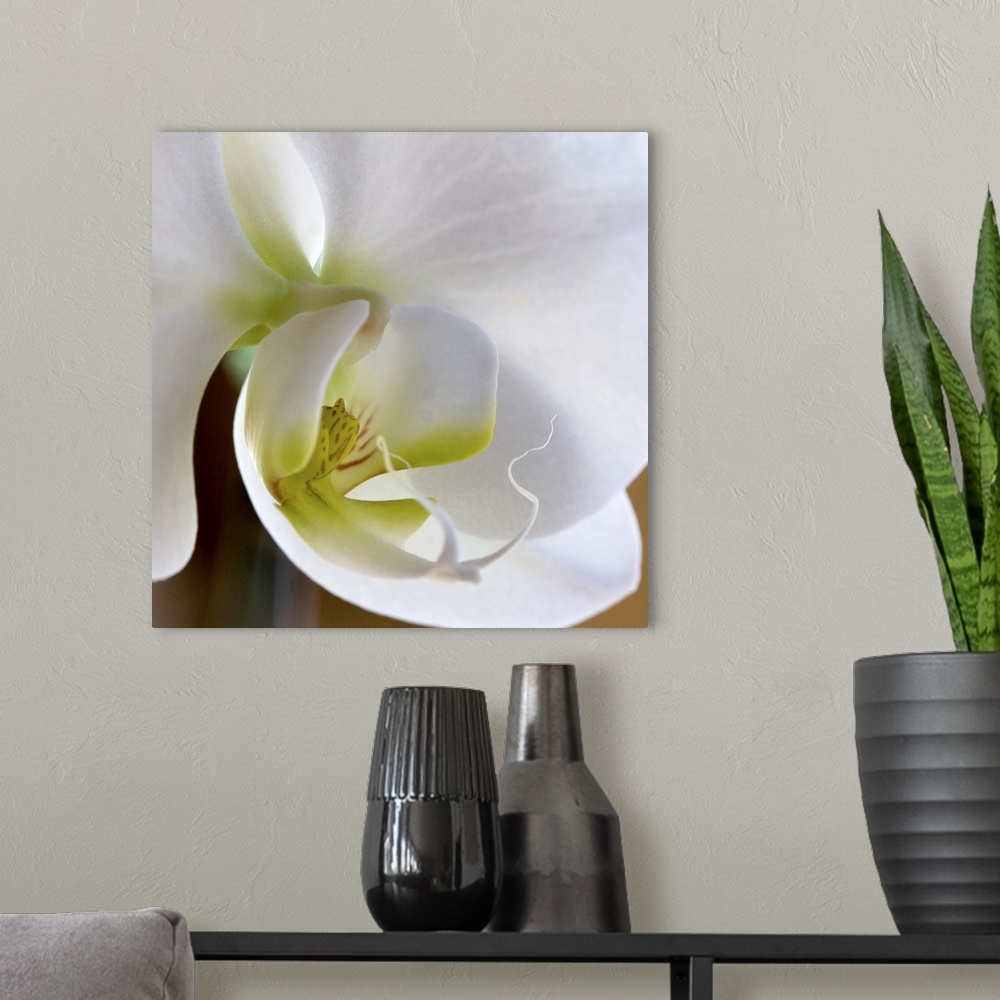 A modern room featuring Close-up photograph of a vibrant white orchid.