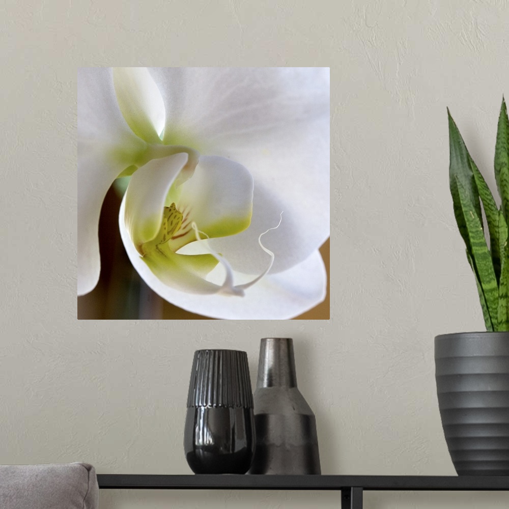 A modern room featuring Close-up photograph of a vibrant white orchid.