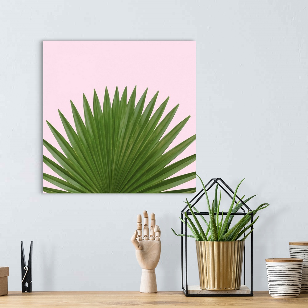 A bohemian room featuring Green palm leaves in a fan shape on buff pink.