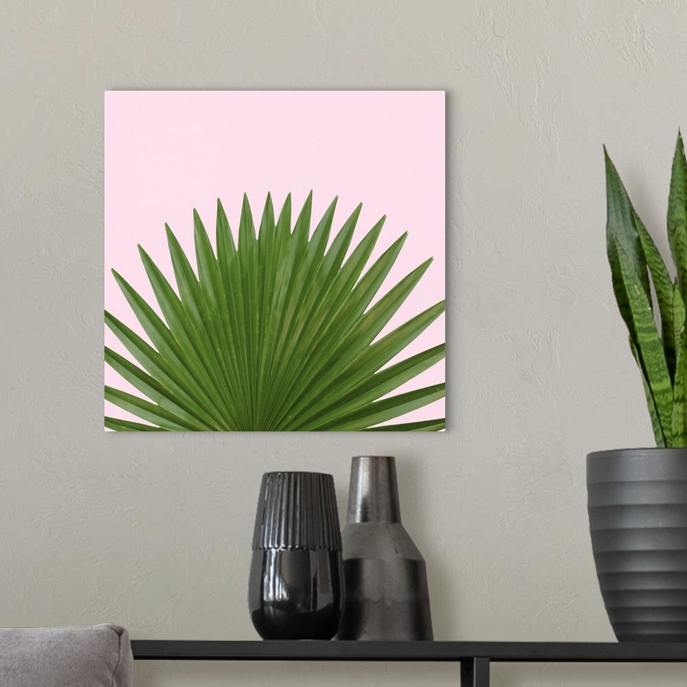 A modern room featuring Green palm leaves in a fan shape on buff pink.