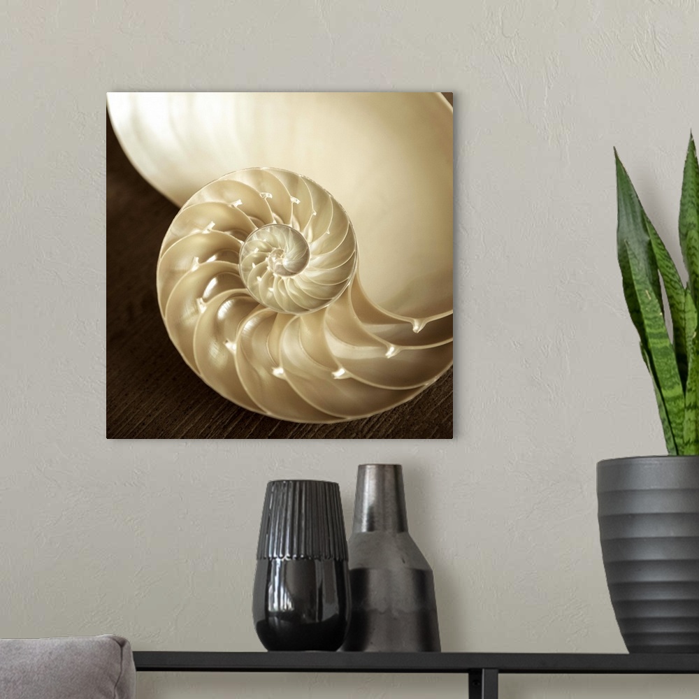 A modern room featuring Natural Nautilus