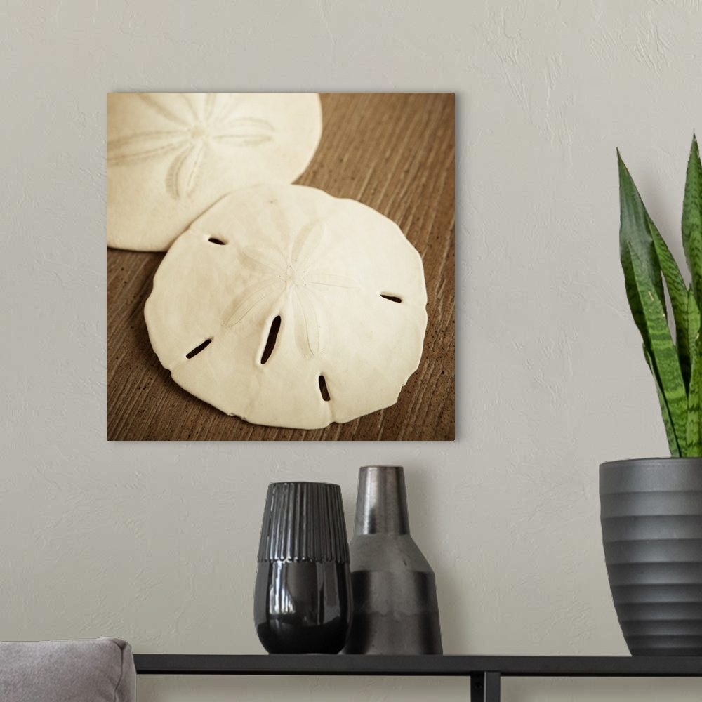 A modern room featuring Natural Sand Dollars