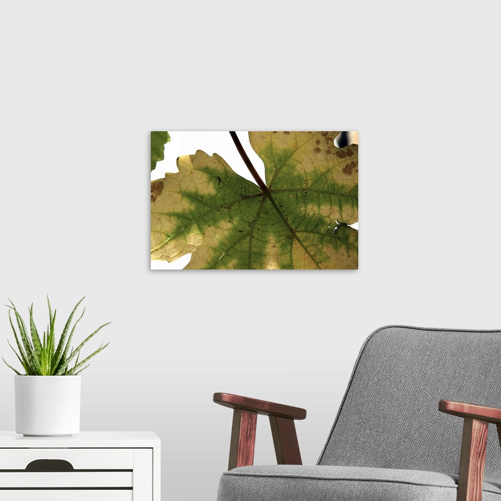 A modern room featuring Nature Shapes I