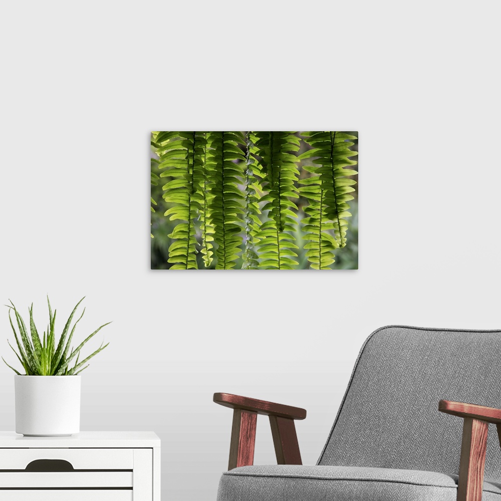 A modern room featuring Nature Shapes III