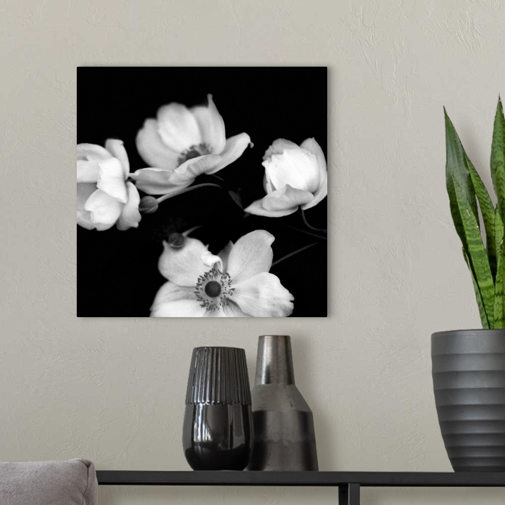 A modern room featuring A black and white photograph of white flowers against a black background.