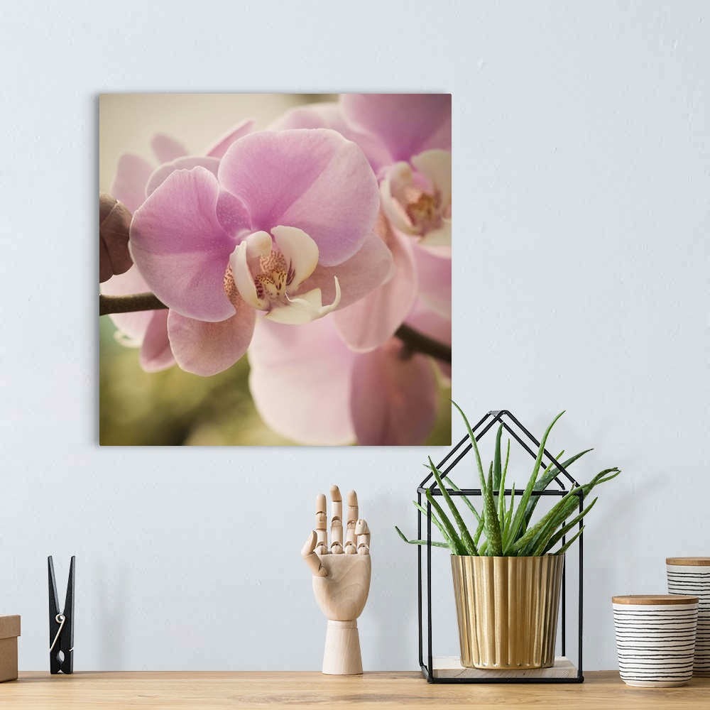 A bohemian room featuring Close-up photograph of a vibrant pink orchid.