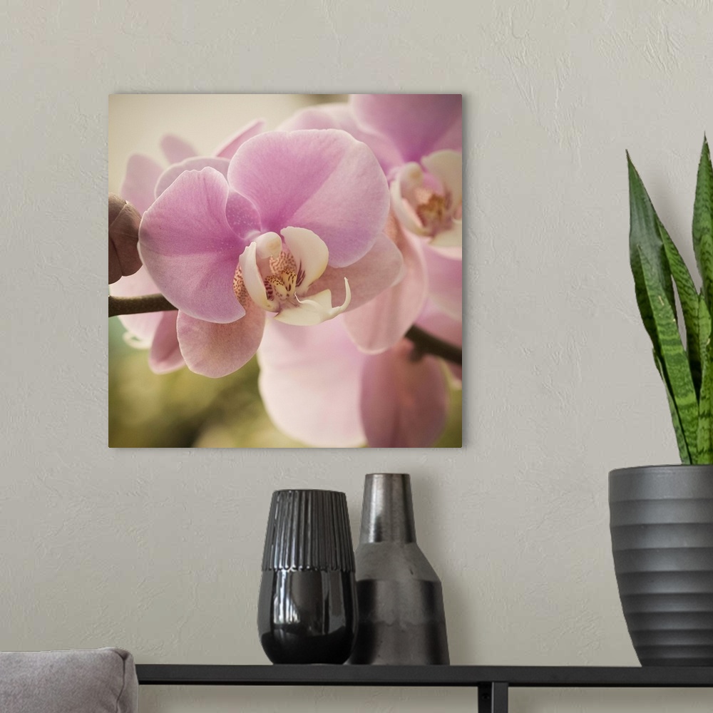 A modern room featuring Close-up photograph of a vibrant pink orchid.