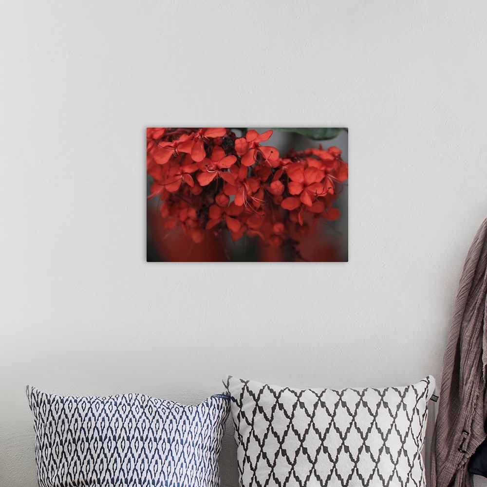 A bohemian room featuring Macro photograph of a vibrant red flowers.