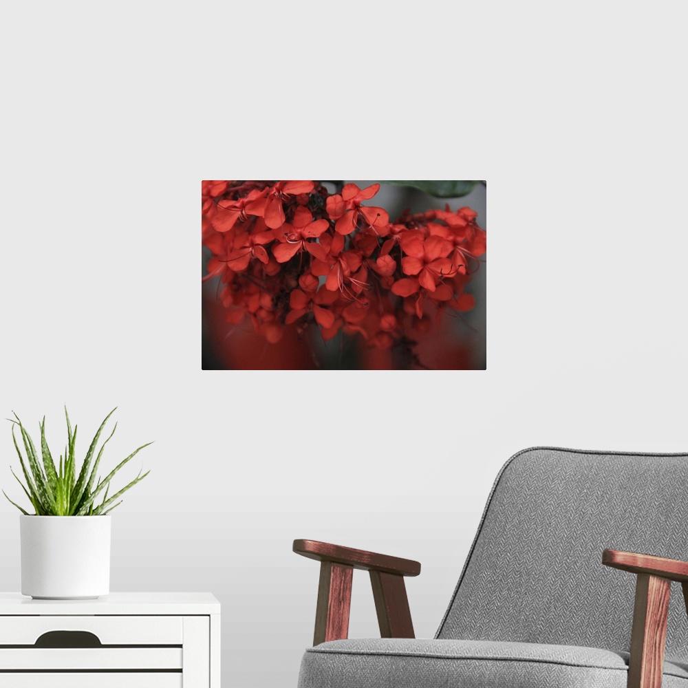 A modern room featuring Macro photograph of a vibrant red flowers.