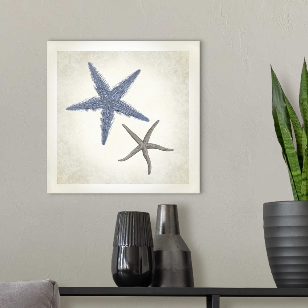 A modern room featuring Sea Life, Starfish