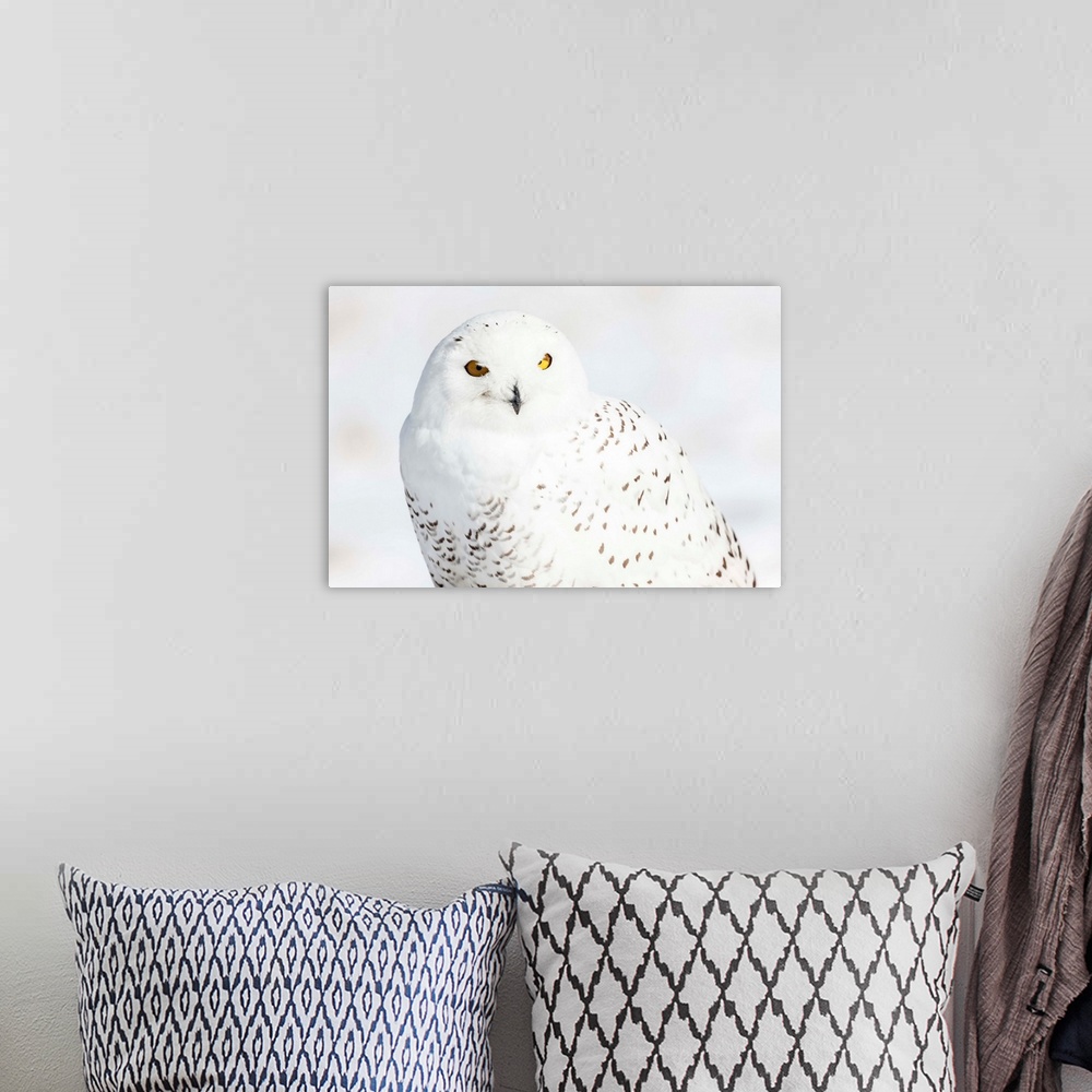 A bohemian room featuring Photograph of a white snowy owl on a white snowy background.
