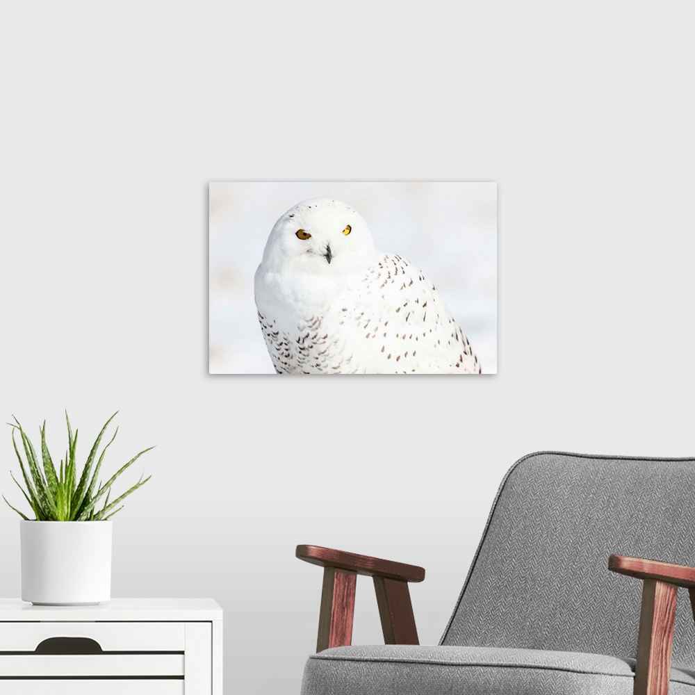 A modern room featuring Photograph of a white snowy owl on a white snowy background.