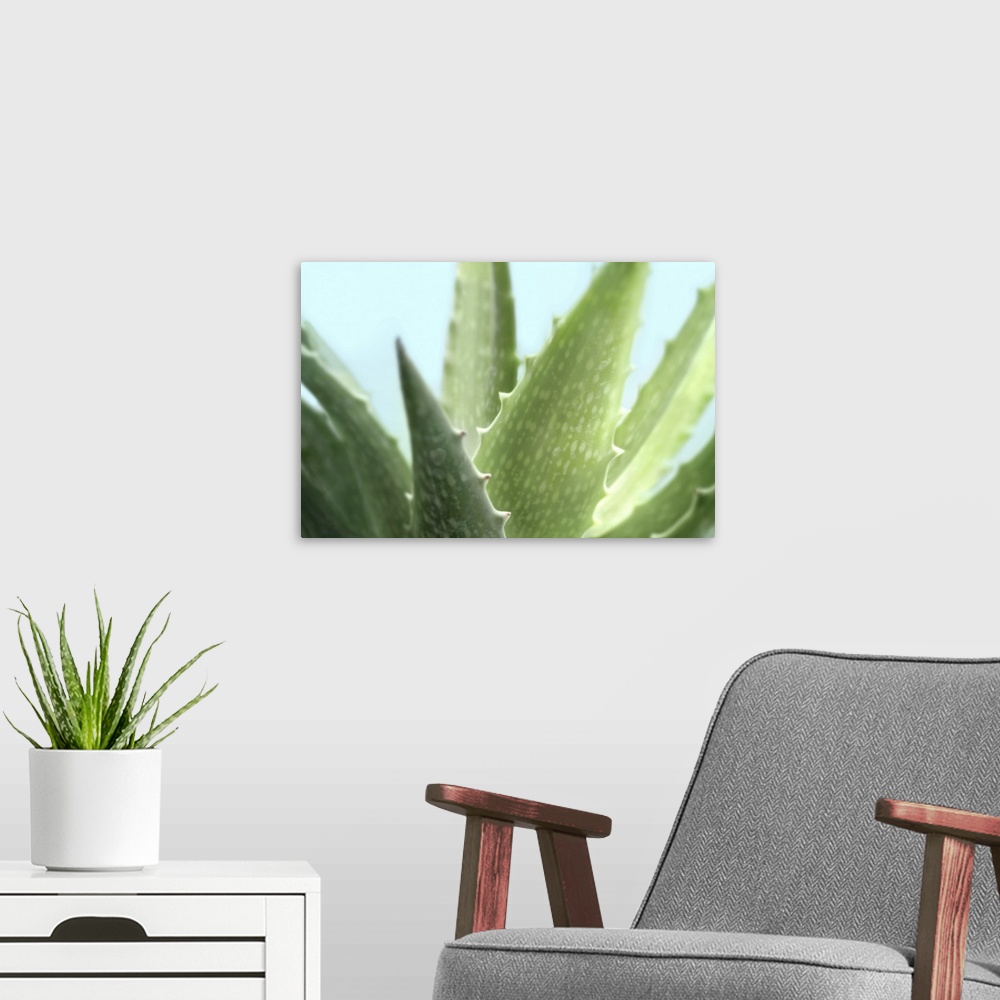 A modern room featuring A close-up photograph of a succulent plant against a light blue background.