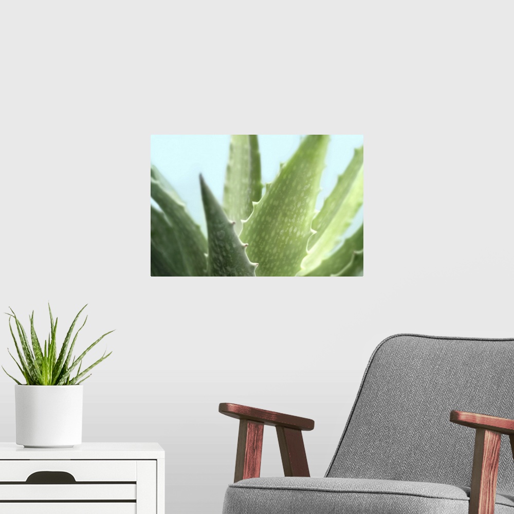 A modern room featuring A close-up photograph of a succulent plant against a light blue background.