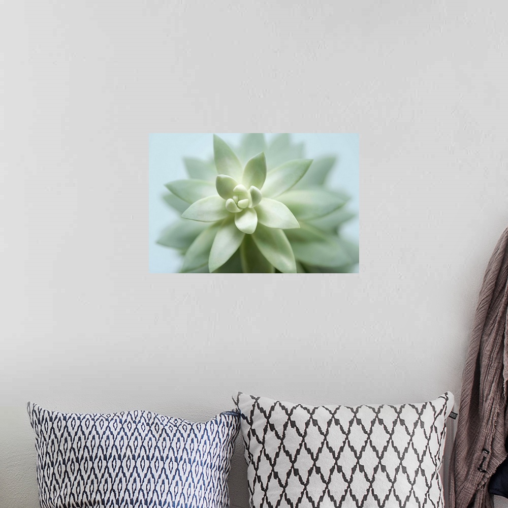 A bohemian room featuring A close-up photograph of a succulent plant against a light blue background.