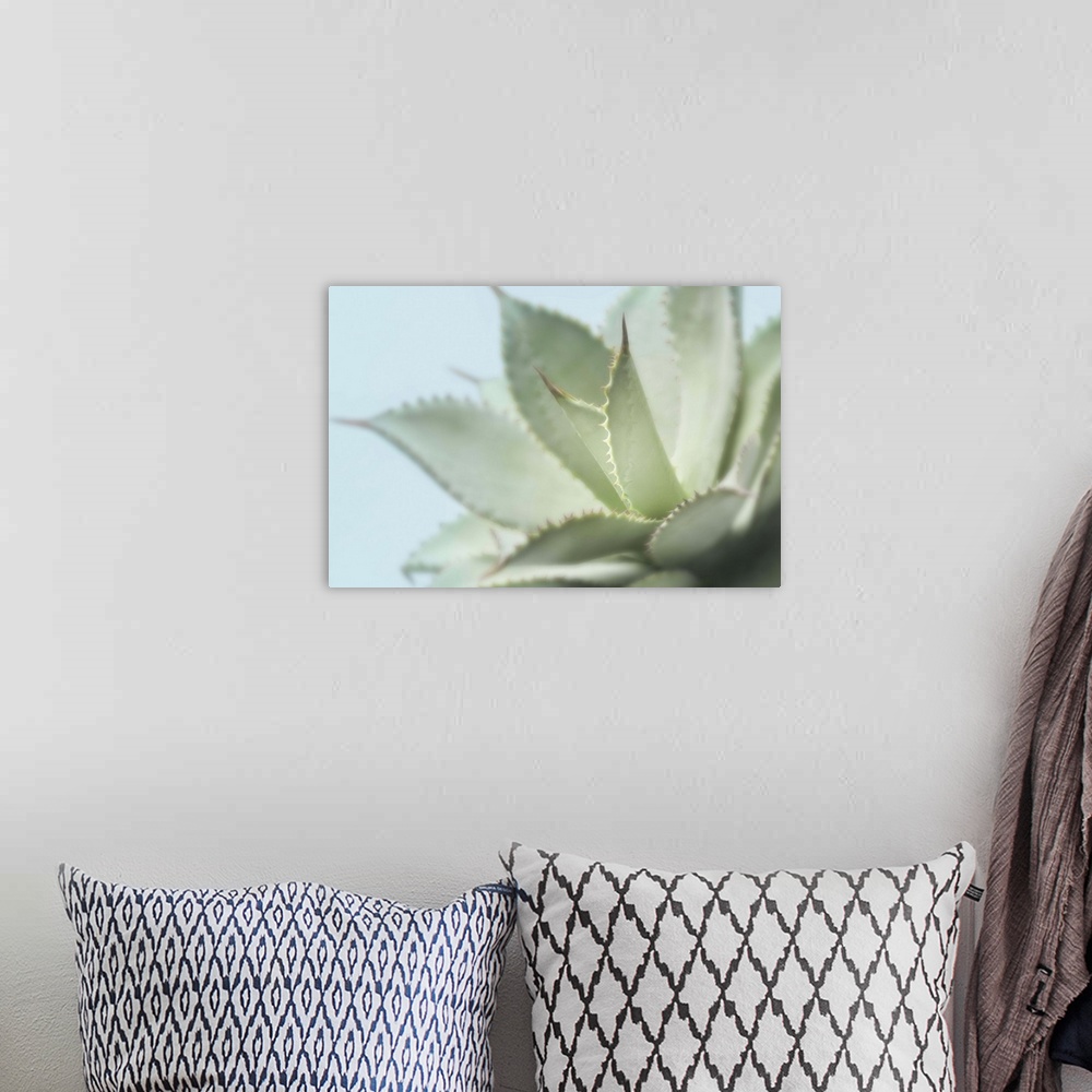 A bohemian room featuring A close-up photograph of a succulent plant against a light blue background.