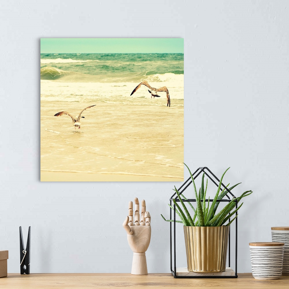 A bohemian room featuring Square photograph of two seagulls on the ocean shore with golden tones.