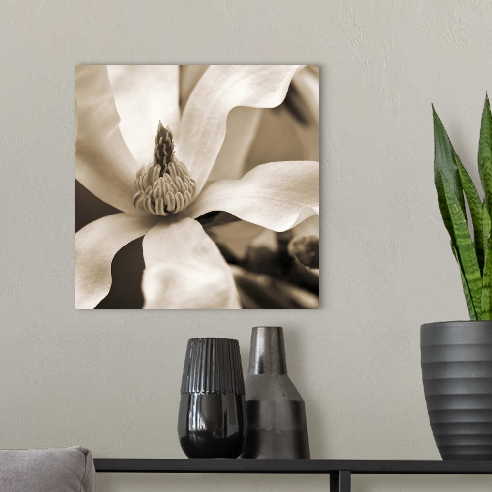 A modern room featuring Close-up sepia toned photograph of a magnolia.