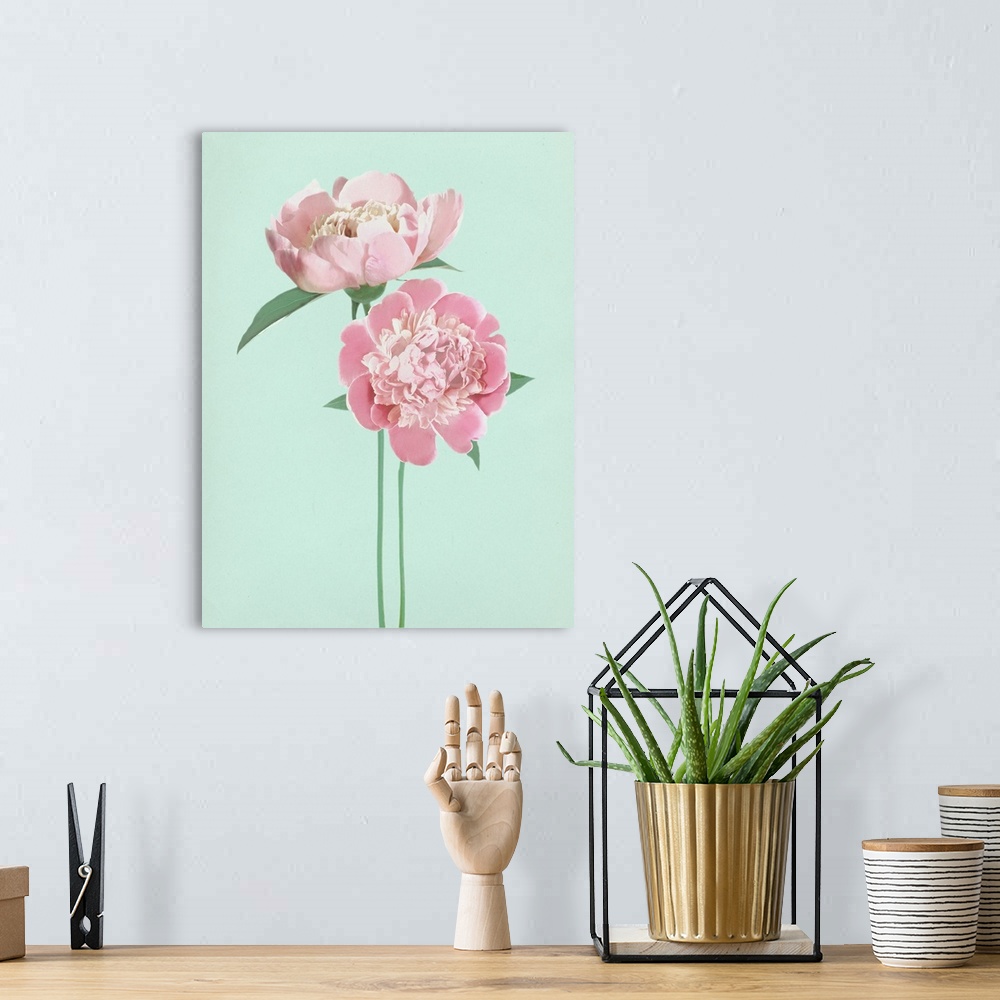 A bohemian room featuring Large illustration of two pink peonies with long green stems on a pale blue background.