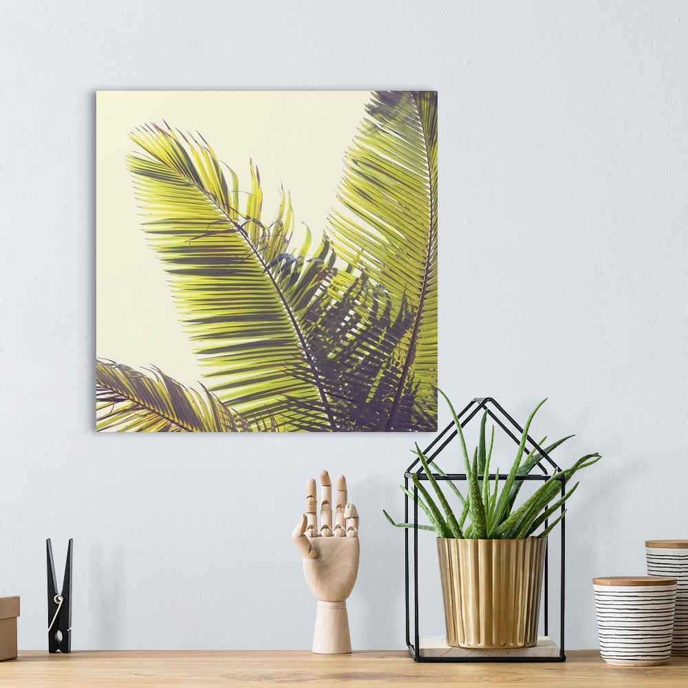 A bohemian room featuring Sunshine Palm Trees