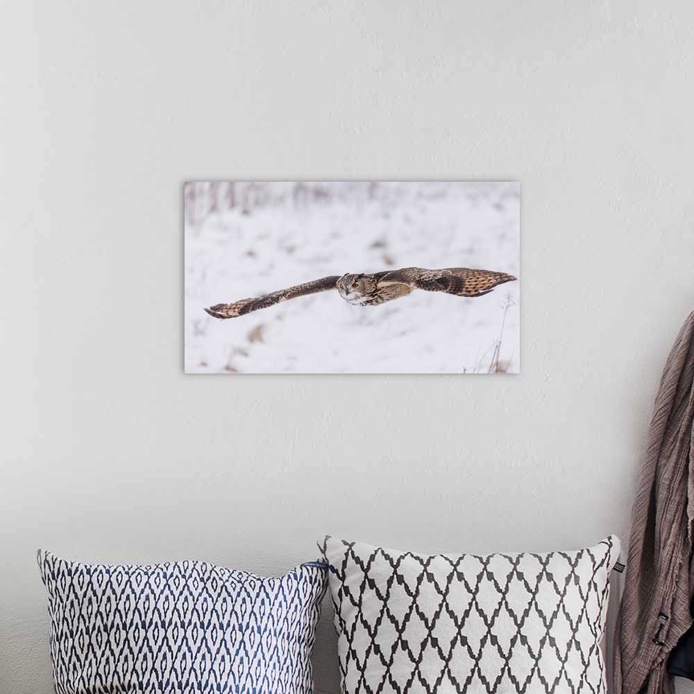A bohemian room featuring Action photograph of an owl flying with a full wing span on a snowy background.