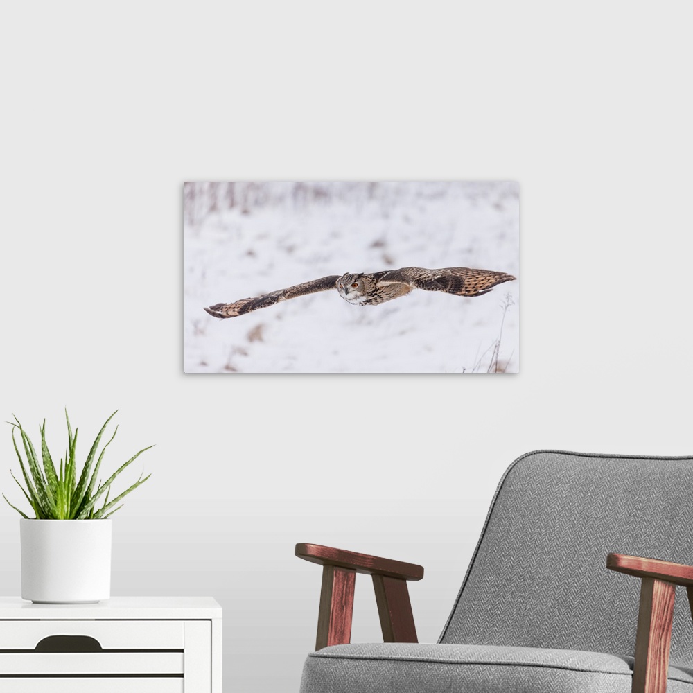 A modern room featuring Action photograph of an owl flying with a full wing span on a snowy background.