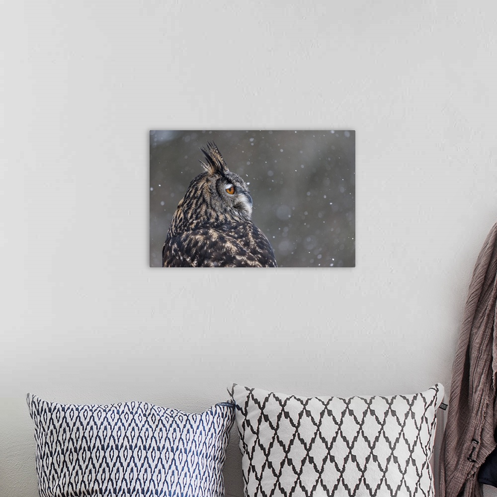A bohemian room featuring Photograph of the side profile of an owl with orange eyes and snow falling in the background.