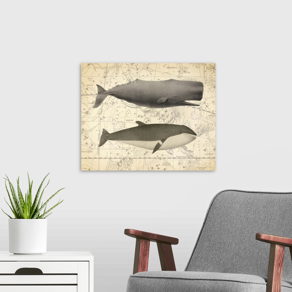 A modern room featuring Illustration of two whales over a vintage star map background.