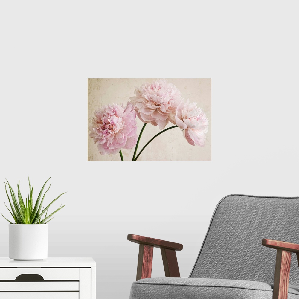 A modern room featuring 3 Pink Peonies on Light Brown