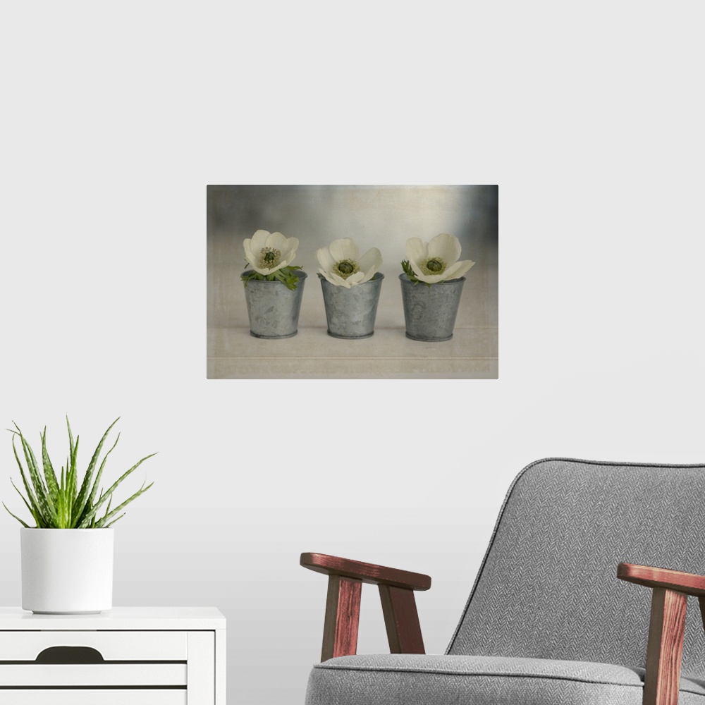 A modern room featuring 3 White Anemonies in Metal Vases