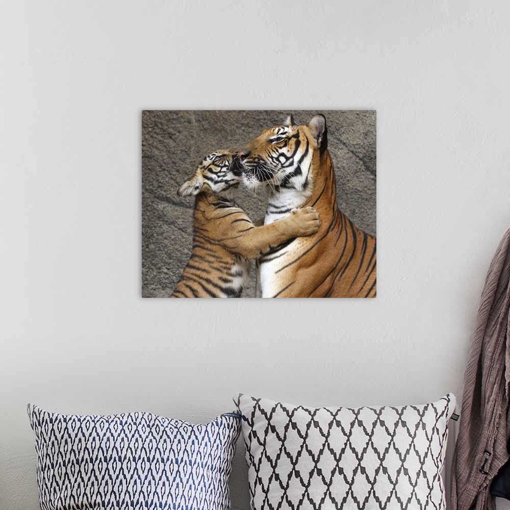 A bohemian room featuring Photograph of a young tiger hugging its mother and nuzzling.